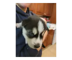 5 Siberian Husky puppies for adoption - 2