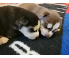 5 Siberian Husky puppies for adoption - 5