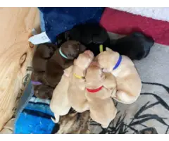 10 beautiful Lab puppies