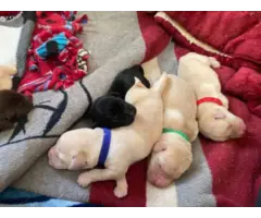 10 beautiful Lab puppies - 3