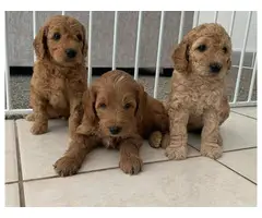 4 Astonishing Goldendoodle  puppies ready to leave