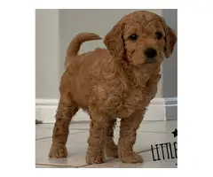 4 Astonishing Goldendoodle  puppies ready to leave - 2