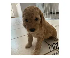 4 Astonishing Goldendoodle  puppies ready to leave - 3