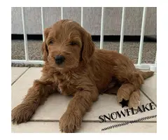 4 Astonishing Goldendoodle  puppies ready to leave - 4
