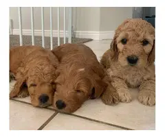 4 Astonishing Goldendoodle  puppies ready to leave - 5