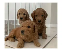 4 Astonishing Goldendoodle  puppies ready to leave - 6