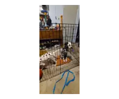 2 dalmatian puppies needing a new home