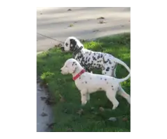 2 dalmatian puppies needing a new home - 3