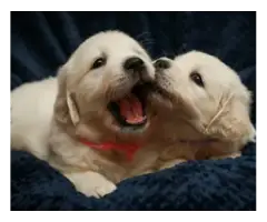 Adorable Golden Retriever puppies - 3