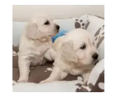 Adorable Golden Retriever puppies - 4