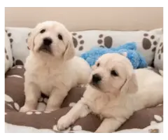 Adorable Golden Retriever puppies - 5
