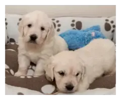 Adorable Golden Retriever puppies - 6