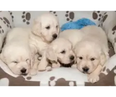 Adorable Golden Retriever puppies - 7
