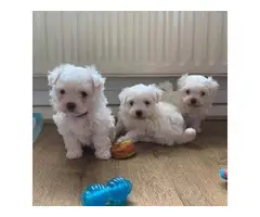 Adorable Maltese puppies - 2