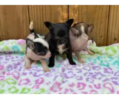 3 Teacup Chihuahua Babies - 2