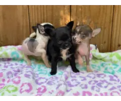 3 Teacup Chihuahua Babies - 3