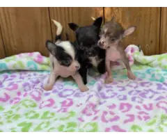 3 Teacup Chihuahua Babies - 5