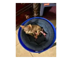 3 Teacup Chihuahua Babies - 6