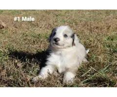 10 Aussie puppies for sale - 1