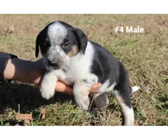 10 Aussie puppies for sale - 4