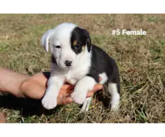 10 Aussie puppies for sale - 5