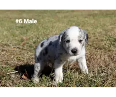 10 Aussie puppies for sale - 6