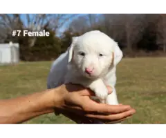 10 Aussie puppies for sale - 7