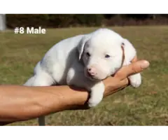 10 Aussie puppies for sale - 8