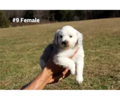 10 Aussie puppies for sale - 9
