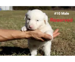 10 Aussie puppies for sale - 10