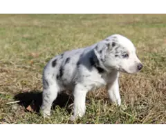 10 Aussie puppies for sale - 11