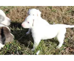 10 Aussie puppies for sale - 12