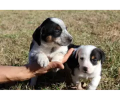 10 Aussie puppies for sale - 13