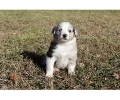 10 Aussie puppies for sale - 14