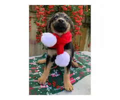 German Shepherd puppies for adoption - 2
