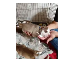purebred husky babies