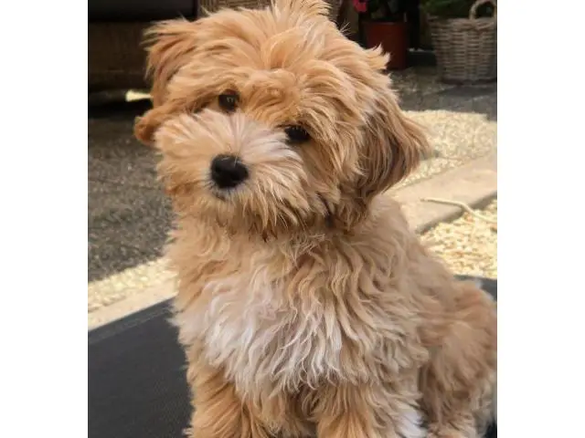 Cute maltipoo puppies for adoption - 3/5