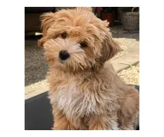Cute maltipoo puppies for adoption - 3
