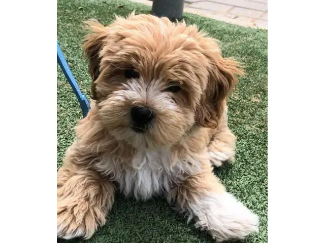 Cute maltipoo puppies for adoption - 4/5