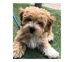 Cute maltipoo puppies for adoption - 4
