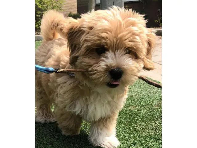 Cute maltipoo puppies for adoption - 5/5