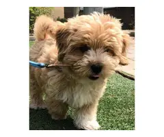 Cute maltipoo puppies for adoption - 5
