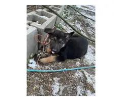 6 German Shepherd puppies for sale - 2