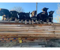 6 German Shepherd puppies for sale - 4