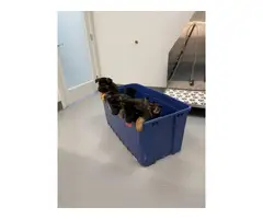 6 German Shepherd puppies for sale - 5