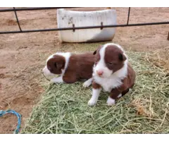 Adorable Border collie puppies