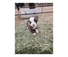 Adorable Border collie puppies - 2