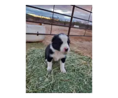 Adorable Border collie puppies - 3