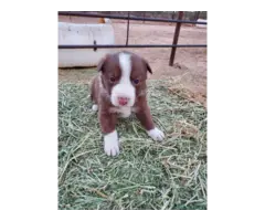 Adorable Border collie puppies - 4