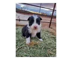 Adorable Border collie puppies - 5
